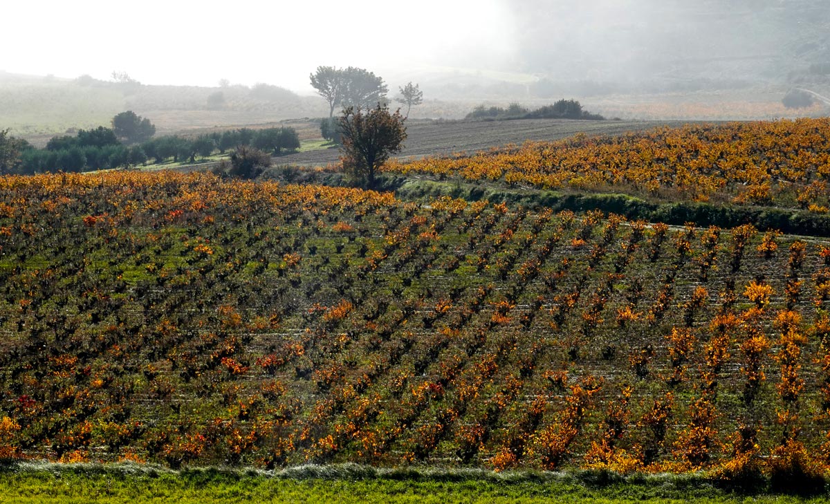 Terroir Santo Tomas