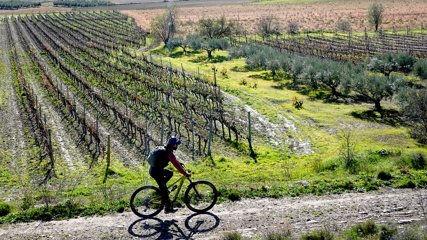 Ciclista entre viñedos
