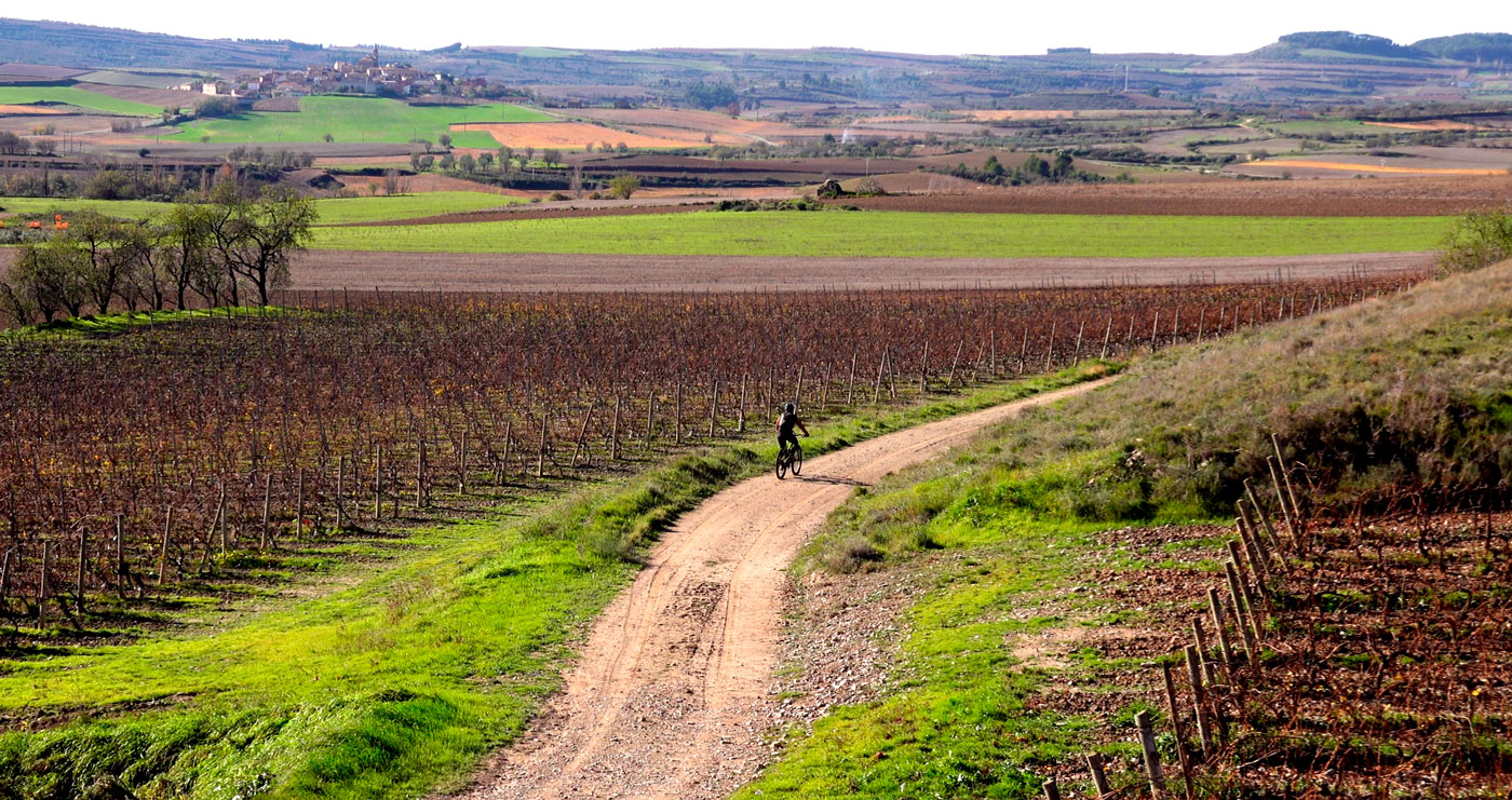 Ciclista entre viñedos 2