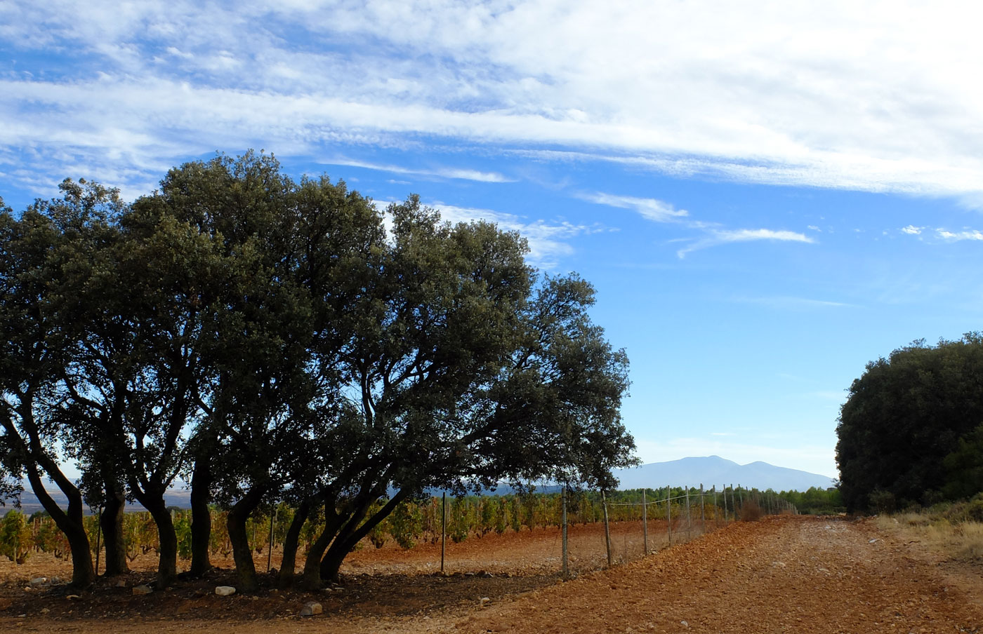 Terroir Quiñon de Valmira