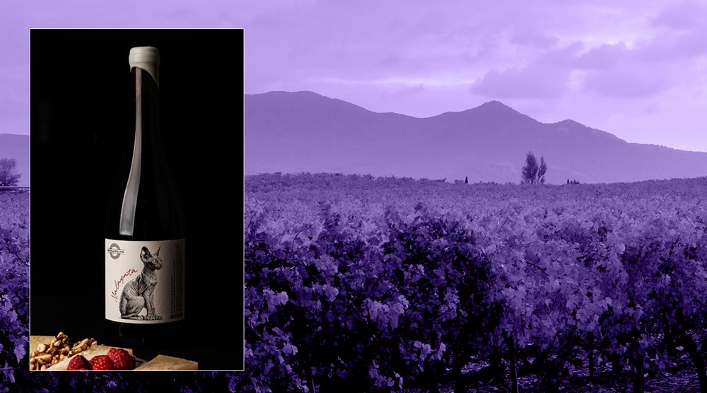 Vino Malagata