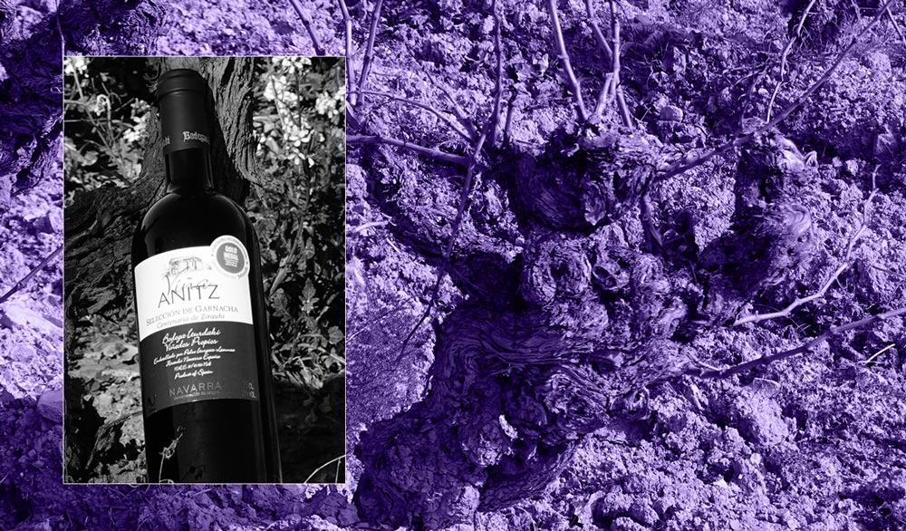 botella Anitz viñedo centenaio