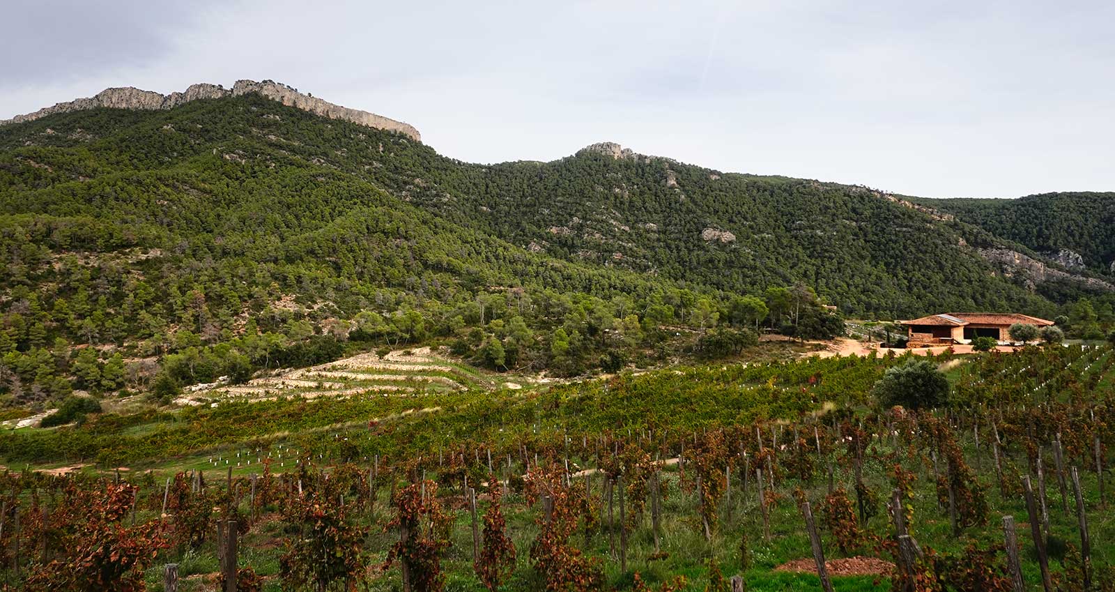 Wineyard llaberia