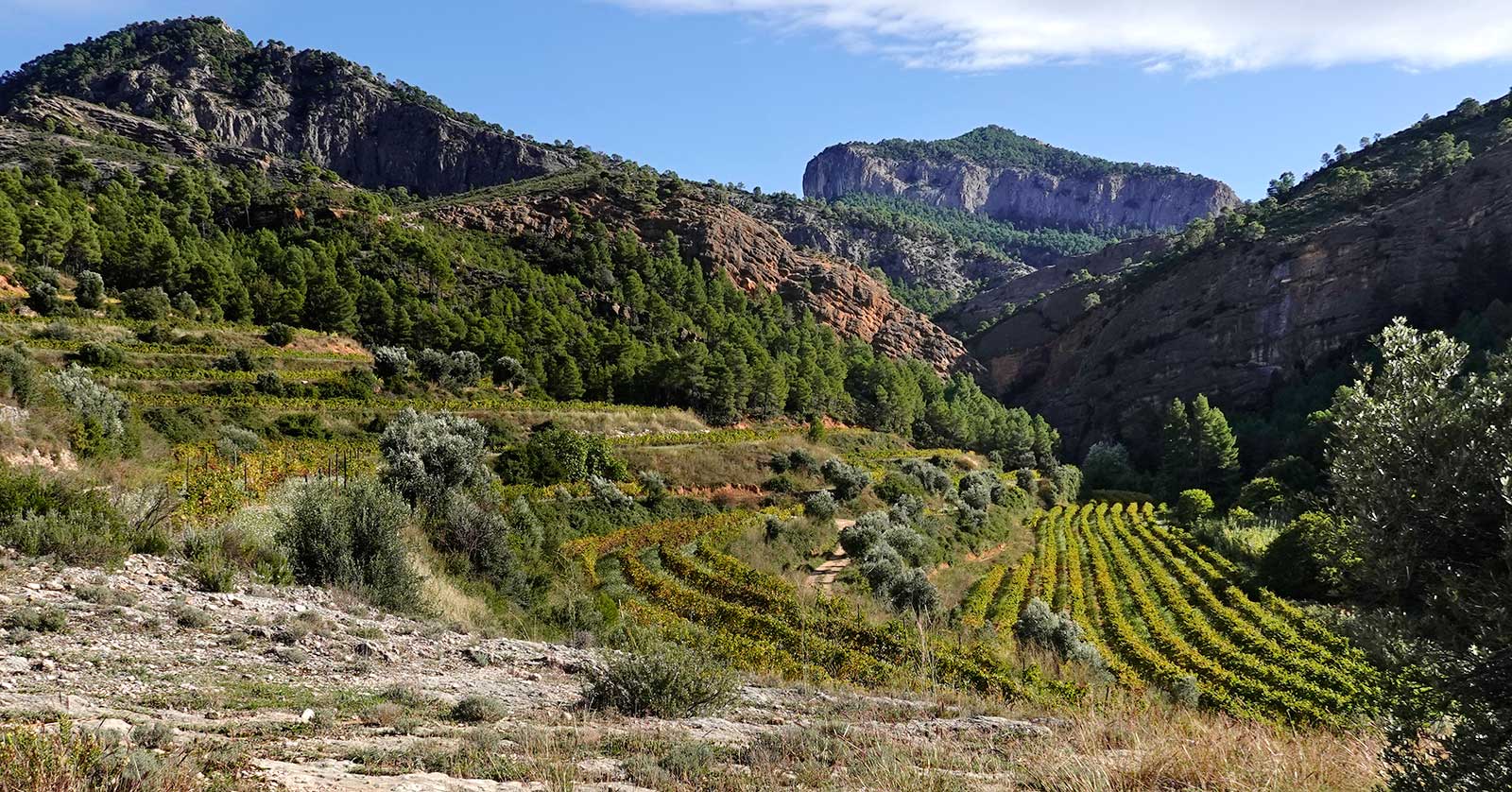 Wineyard Terra Alta