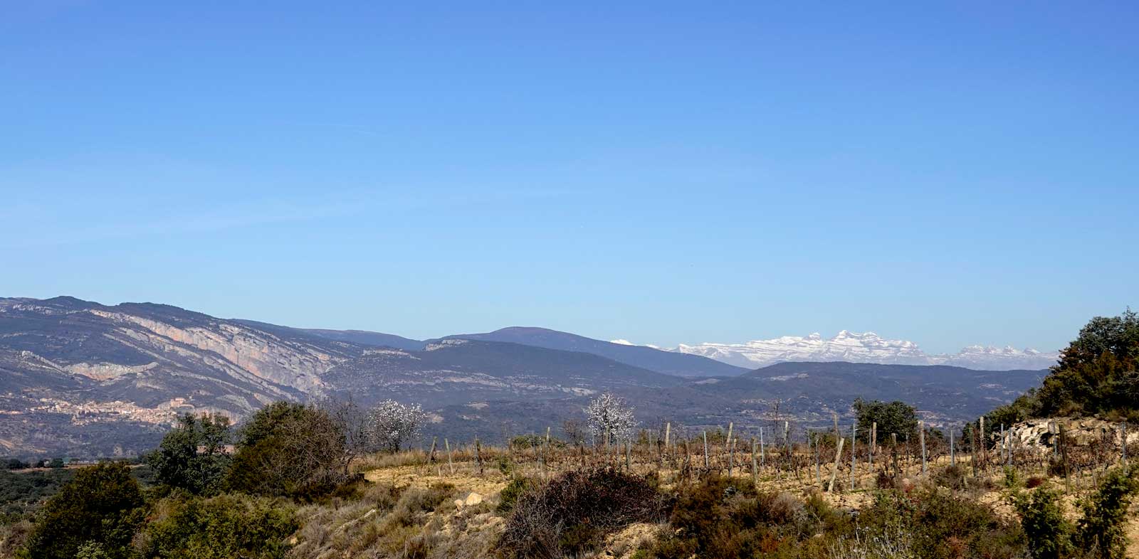 Wineyard Somontano