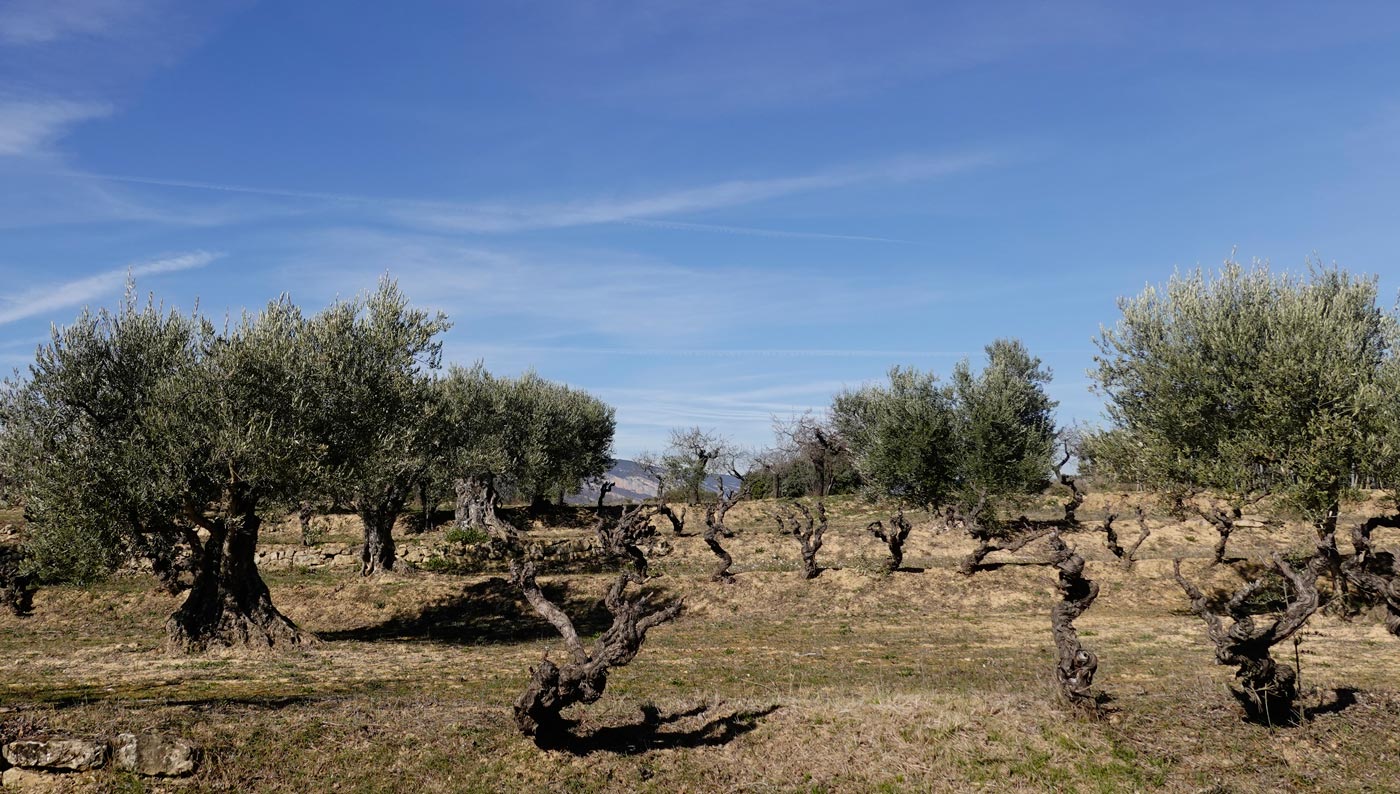 Cepas y Olivos