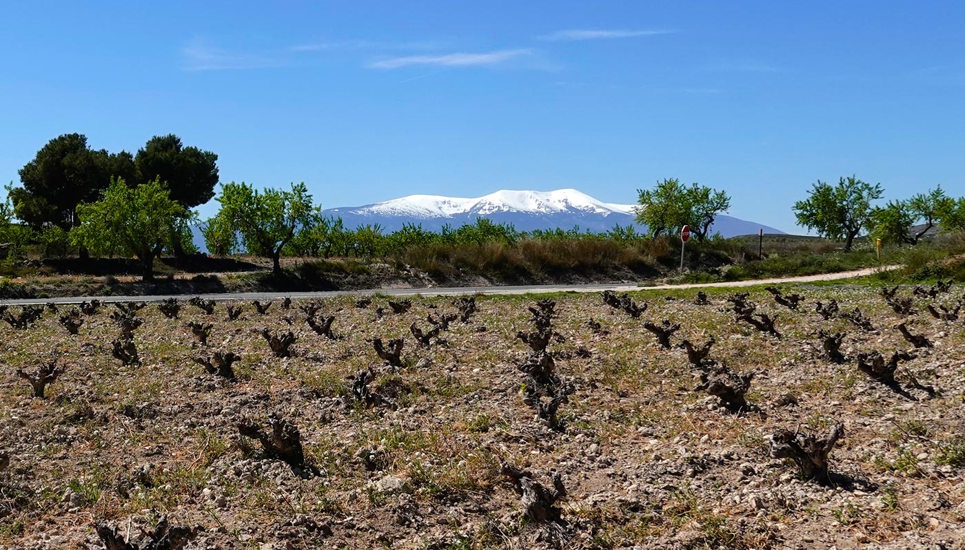 Cepas-y-Moncayo
