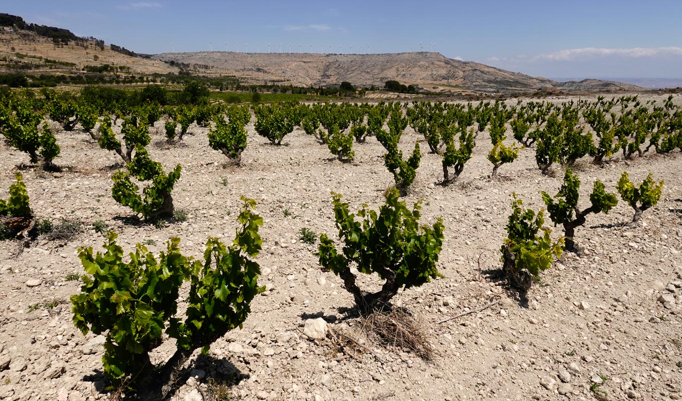Cepas Viejas en Campo de Borja