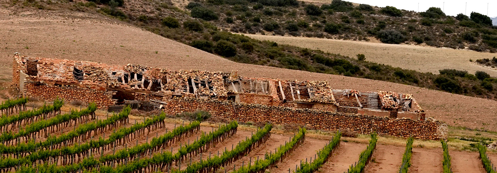 ruin-and-wineyard