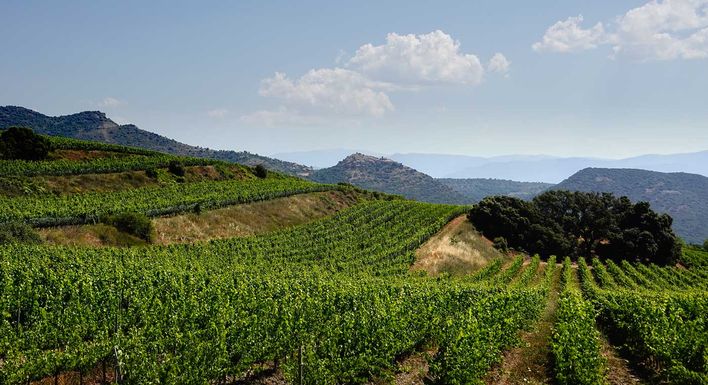 Terroir-Torres