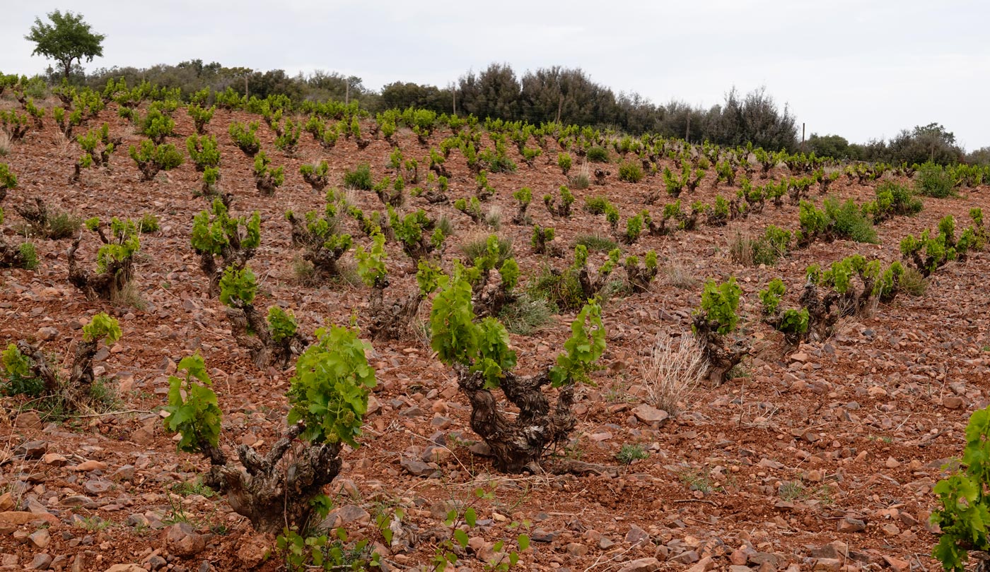 Terroir-Las-Paradas