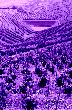 Terroir-Poboleda