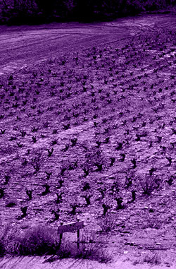 Terroir-Arenales-V-Zorzal